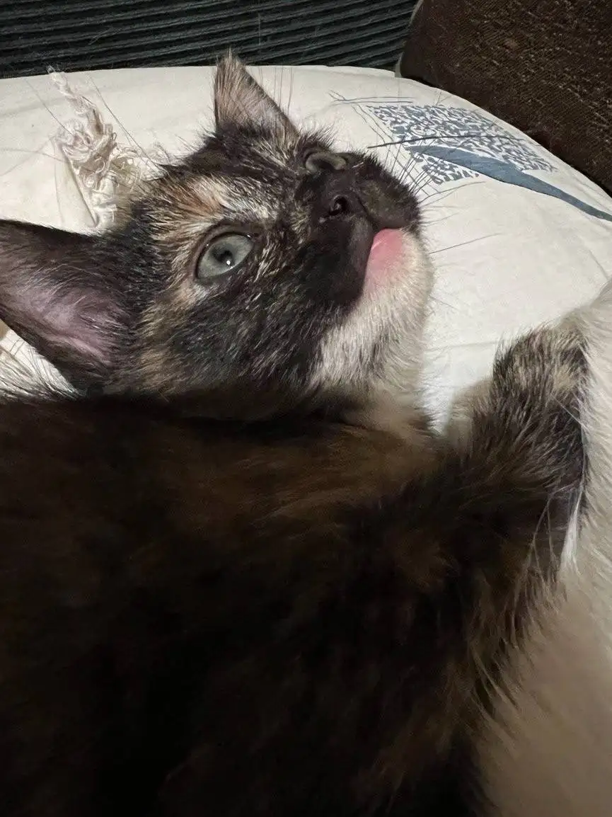 Отдам котёнка-девочку 3 месяца в добрые руки - Кошки (Животные) в Красногорск