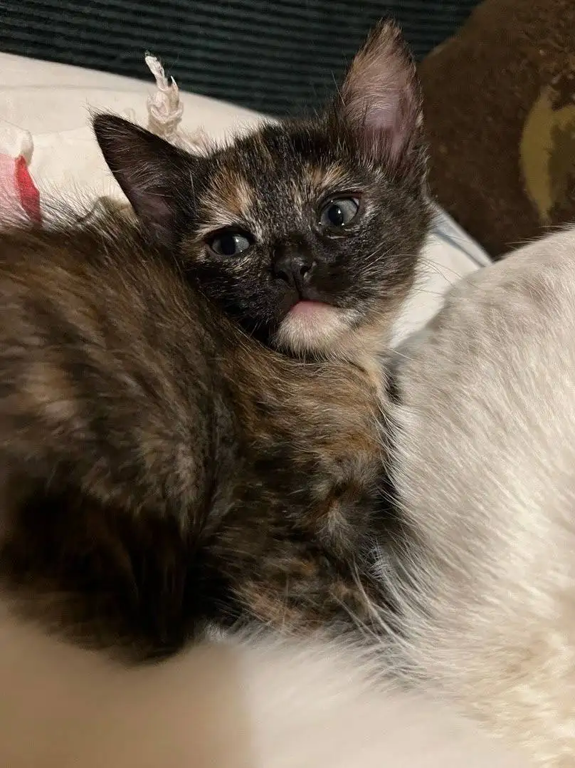 Отдам котёнка-девочку 3 месяца в добрые руки - Кошки (Животные) в Красногорск