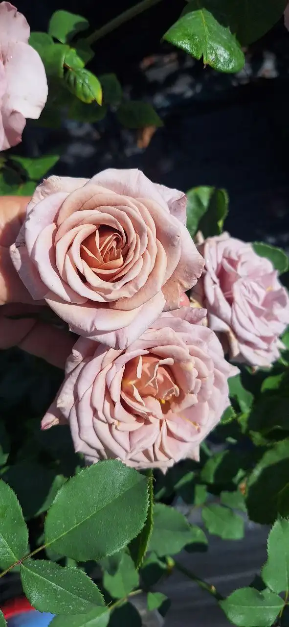 Бронирование саженцев роз, гортензий, клематисов и других растений от питомника Подмосковья - Садоводство (Хобби и отдых) в Подмосковье (Московская область)