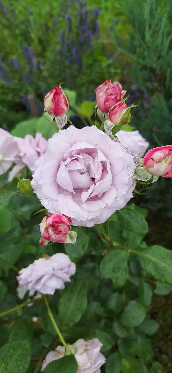 Бронирование саженцев роз, гортензий, клематисов и других растений от питомника Подмосковья - Садоводство (Хобби и отдых) в Подмосковье (Московская область)