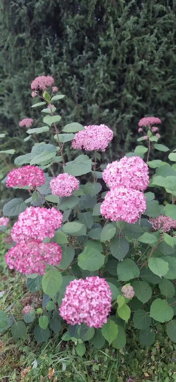 Бронирование саженцев роз, гортензий, клематисов и других растений от питомника Подмосковья - Садоводство (Хобби и отдых) в Подмосковье (Московская область)