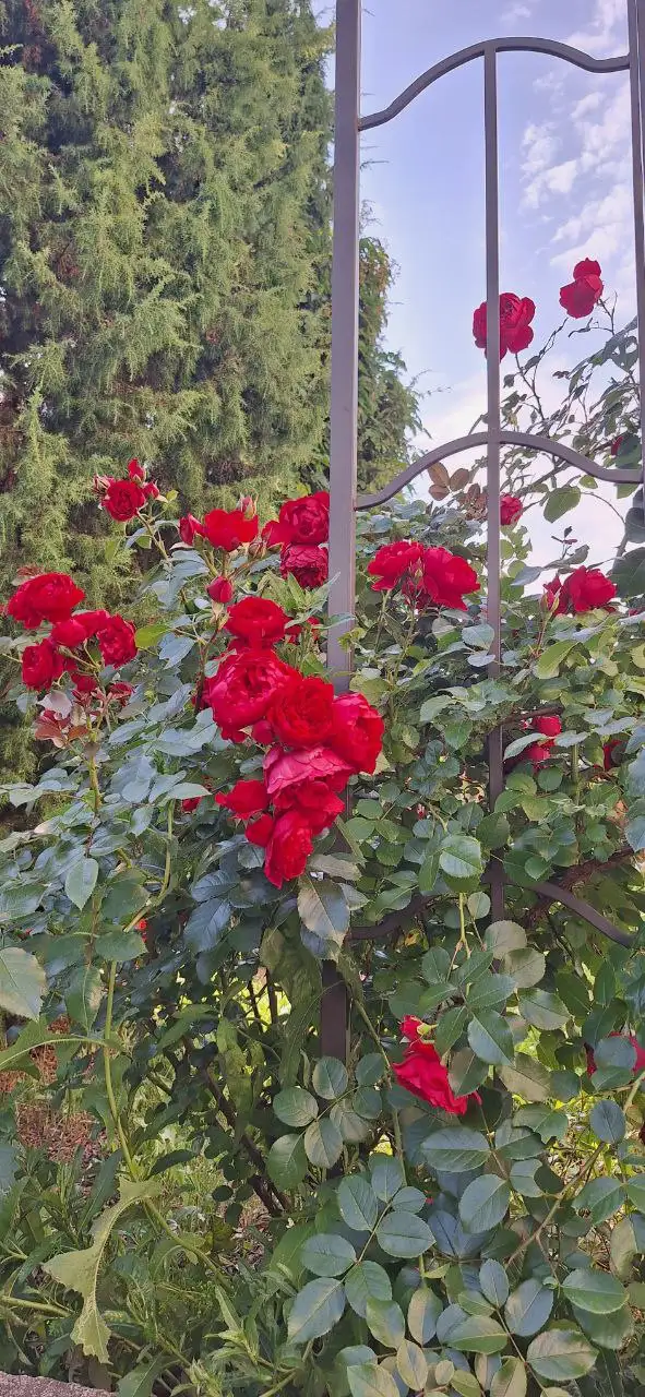 Бронирование саженцев роз, гортензий, клематисов и других растений от питомника Подмосковья - Садоводство (Хобби и отдых) в Подмосковье (Московская область)