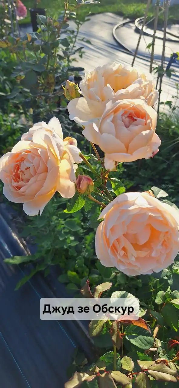 Бронирование саженцев роз, гортензий, клематисов и других растений от питомника Подмосковья - Садоводство (Хобби и отдых) в Подмосковье (Московская область)