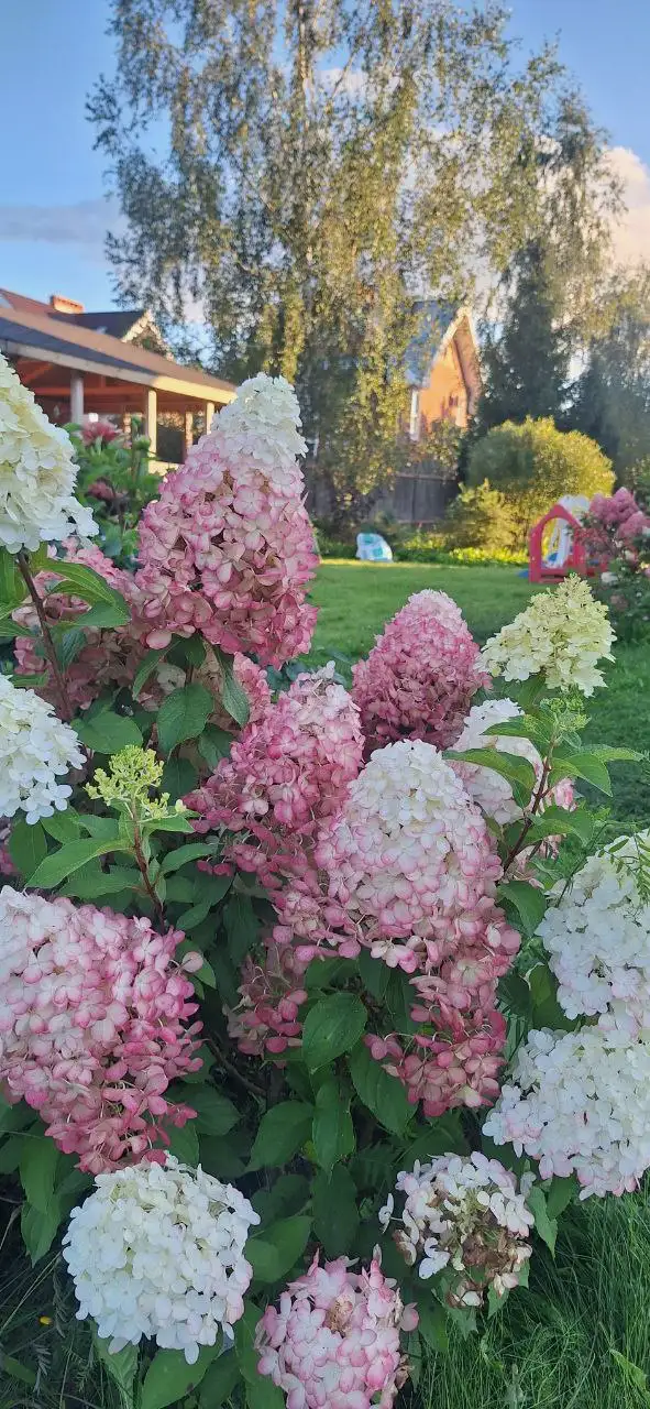 Бронирование саженцев роз, гортензий, клематисов и других растений от питомника Подмосковья - Садоводство (Хобби и отдых) в Подмосковье (Московская область)