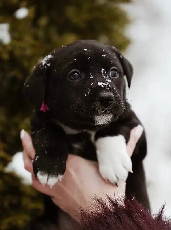 Щенок Халва ищет дом - Собаки (Животные) в Красногорск