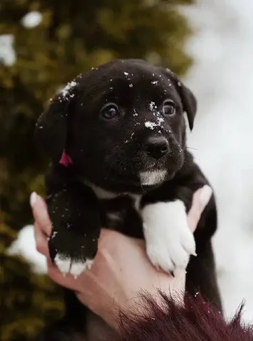 Щенок Халва ищет дом - частное объявление в Красногорск