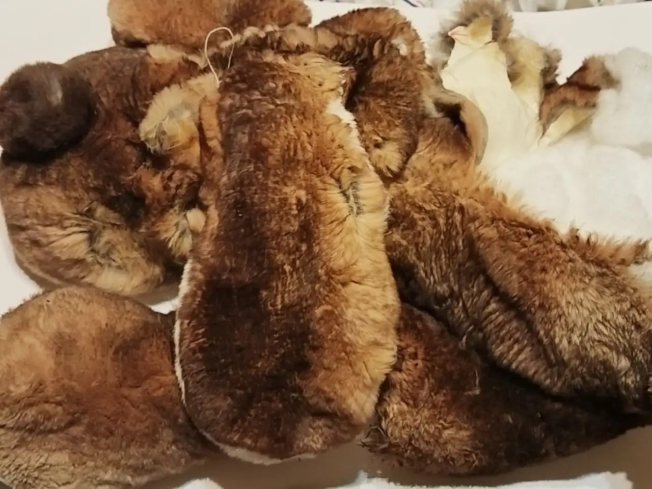 Итальянская игрушка шиншилловый песик под разбор - Игрушки (Хобби и отдых) в Красногорск