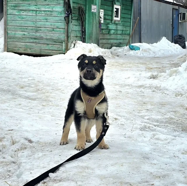Щенок Митч ищет семью - Собаки в Красногорск