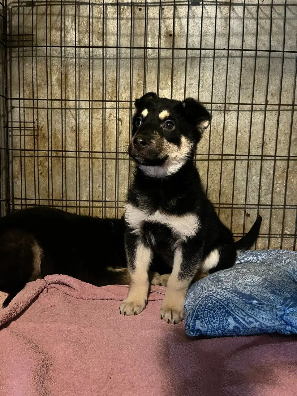 Щенок Митч ищет семью - Собаки (Животные) в Красногорск