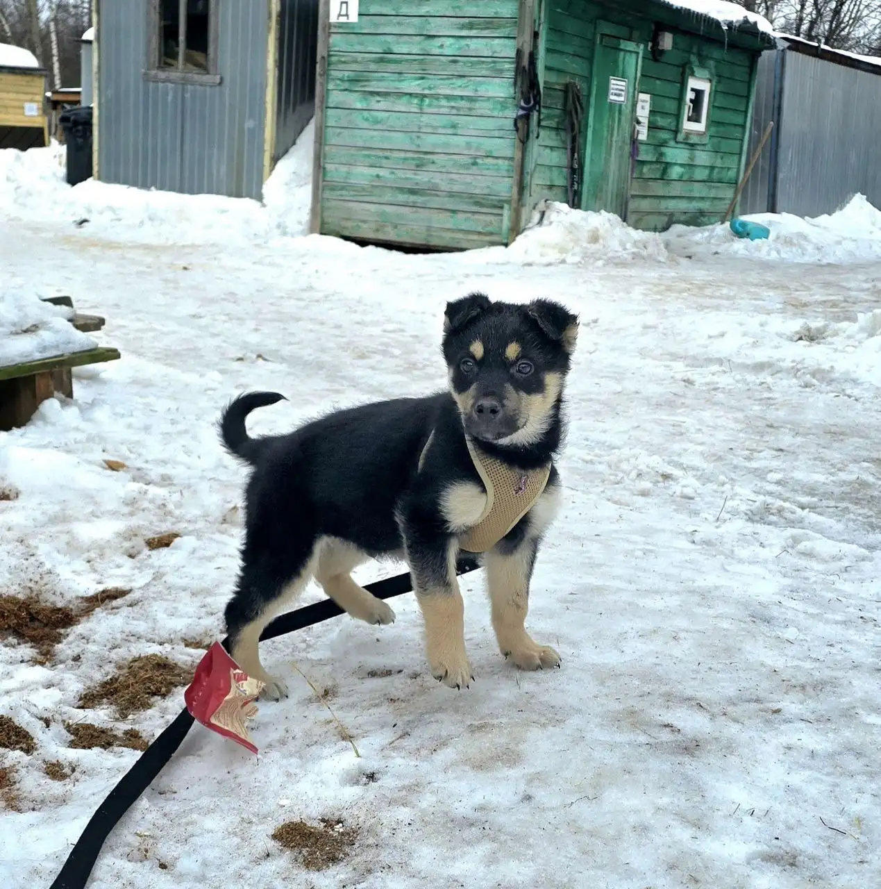 Щенок Митч ищет семью - Собаки (Животные) в Красногорск