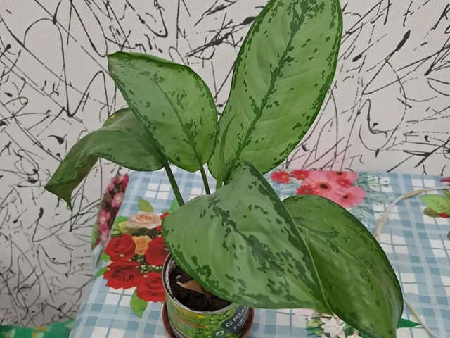 Продажа комнатных растений в Красногорске - Книги/Литература в Красногорск