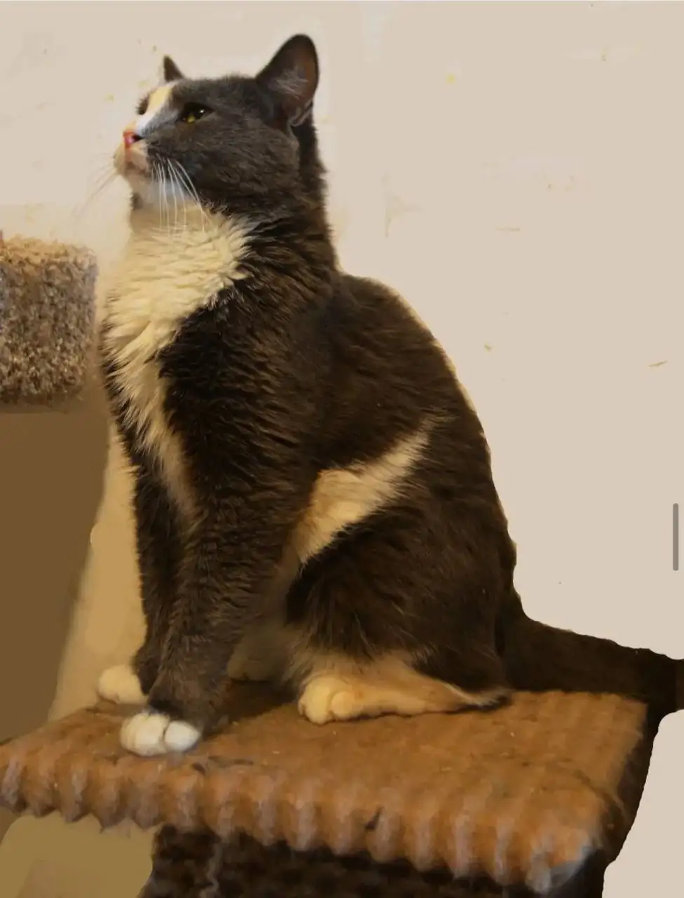 Ищет дом котик ДымОК в Москве - Кошки (Животные) в Москва