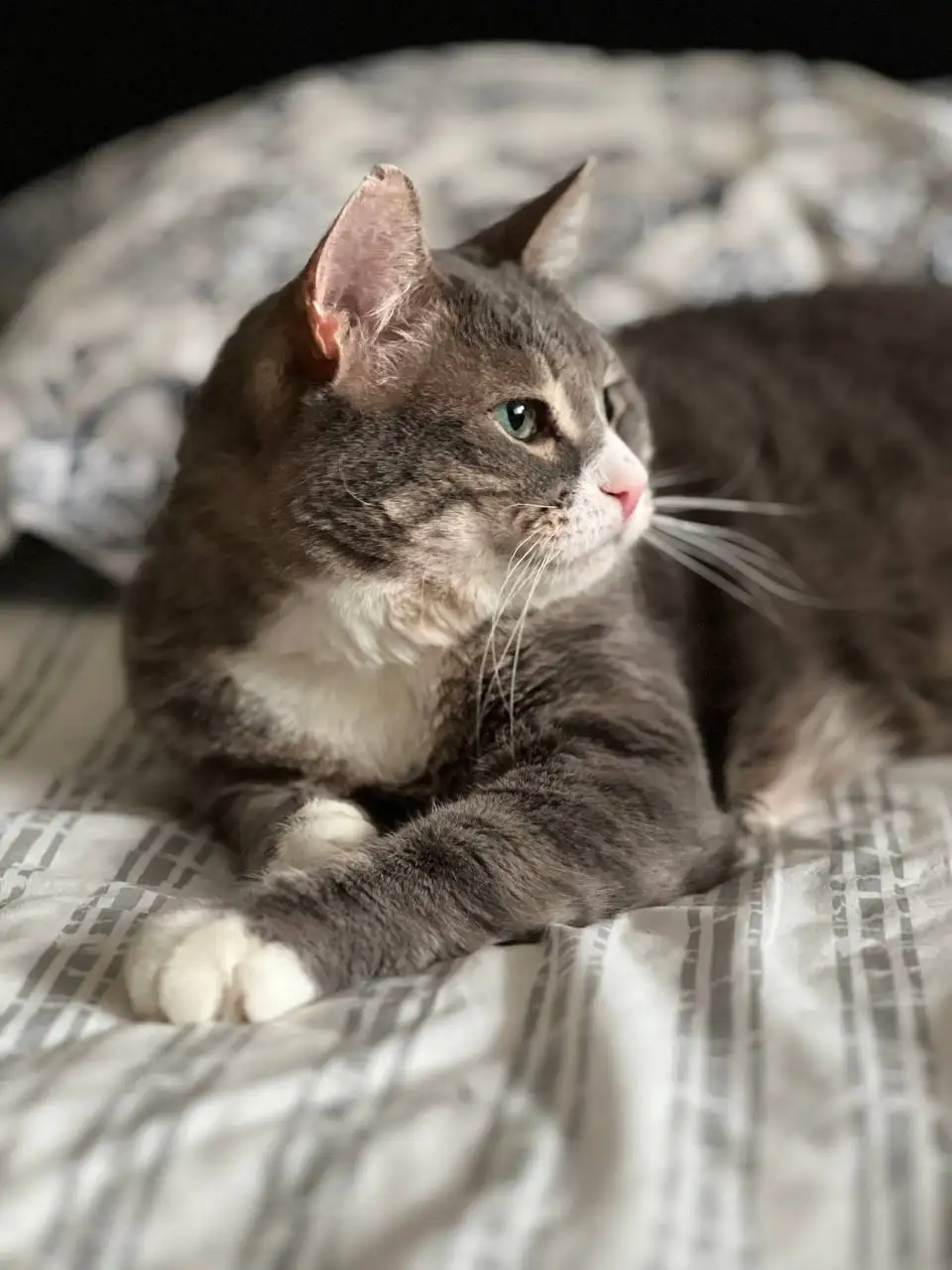 Ищет дом добрый котик Сергуня - Кошки (Животные) в Красногорск