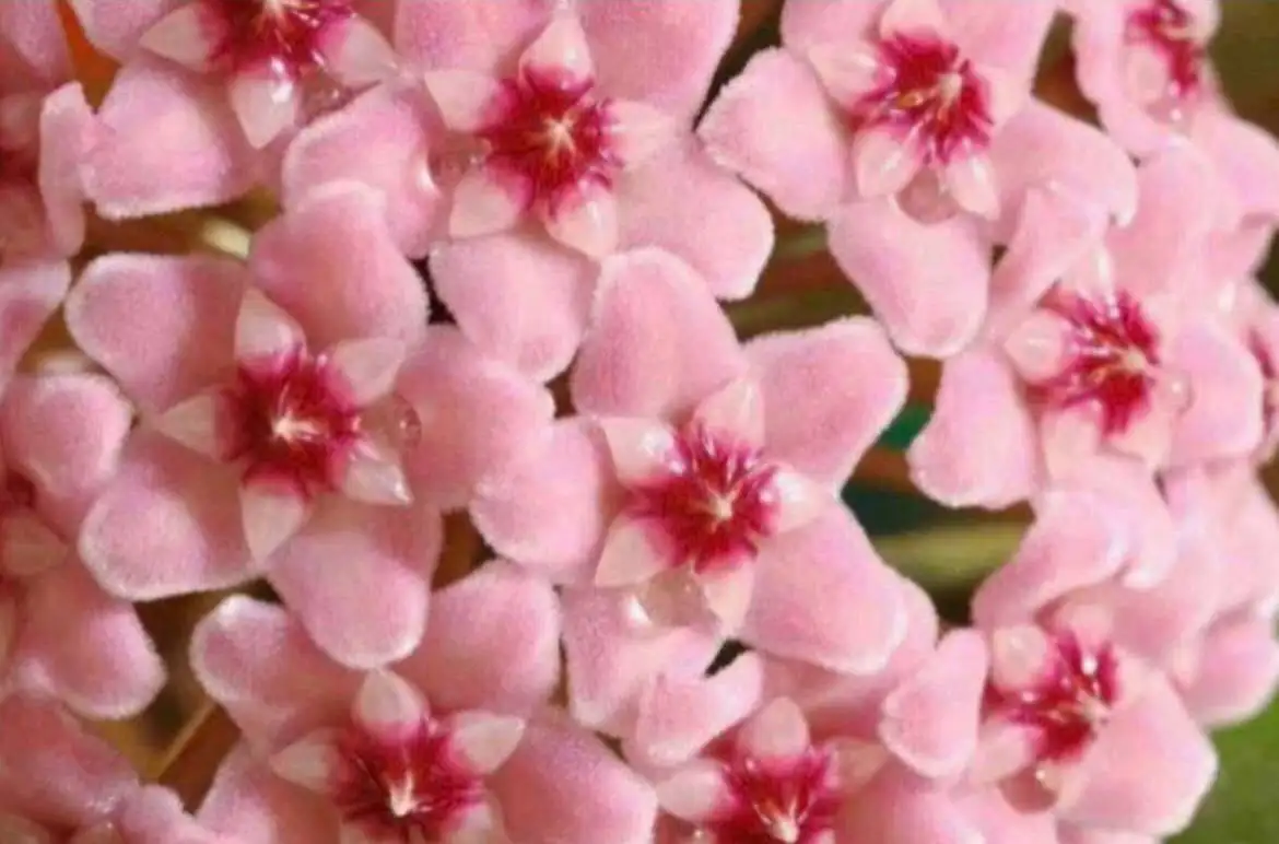 Хойя Rubra ампельный сорт - Растения (Хобби и отдых) в Красногорск