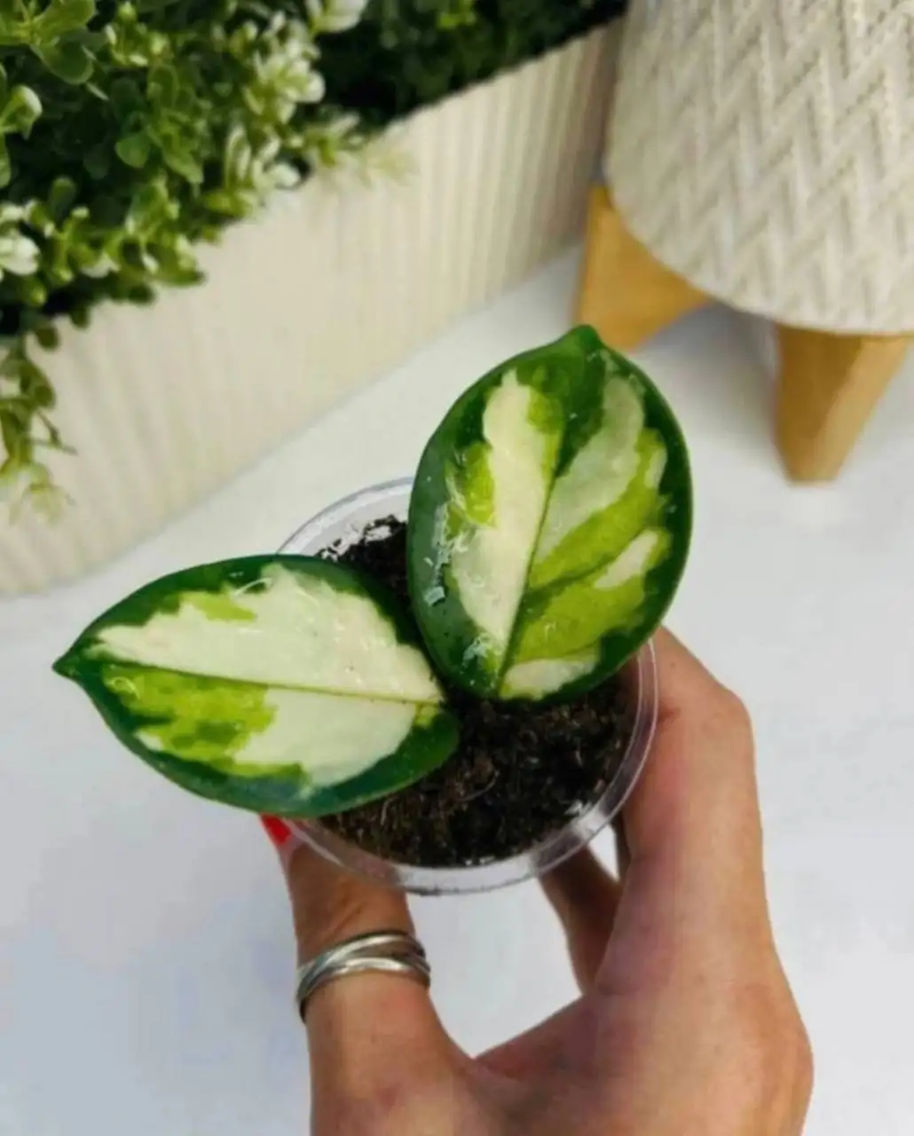 Хойя Rubra ампельный сорт - Растения (Хобби и отдых) в Красногорск