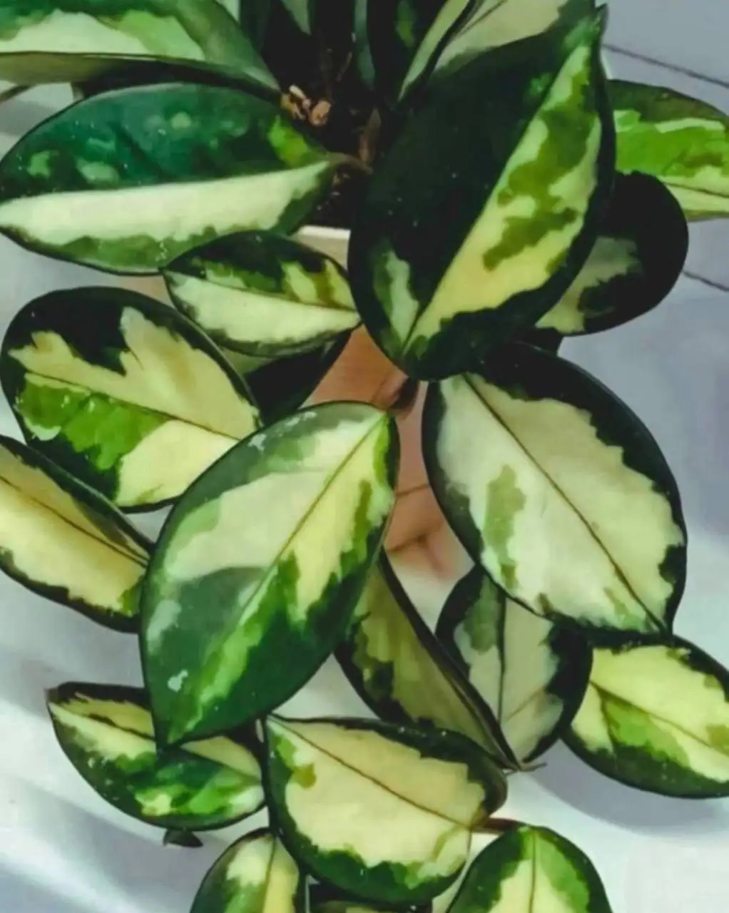 Хойя Rubra ампельный сорт - Растения (Хобби и отдых) в Красногорск