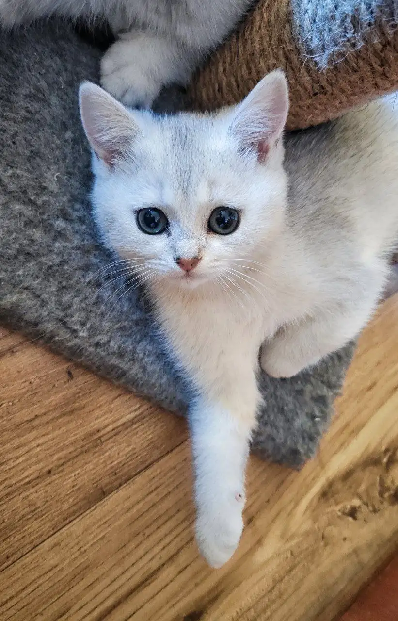 Шотландский котёнок ищет дом в Красногорске - Кошки (Животные) в Красногорск