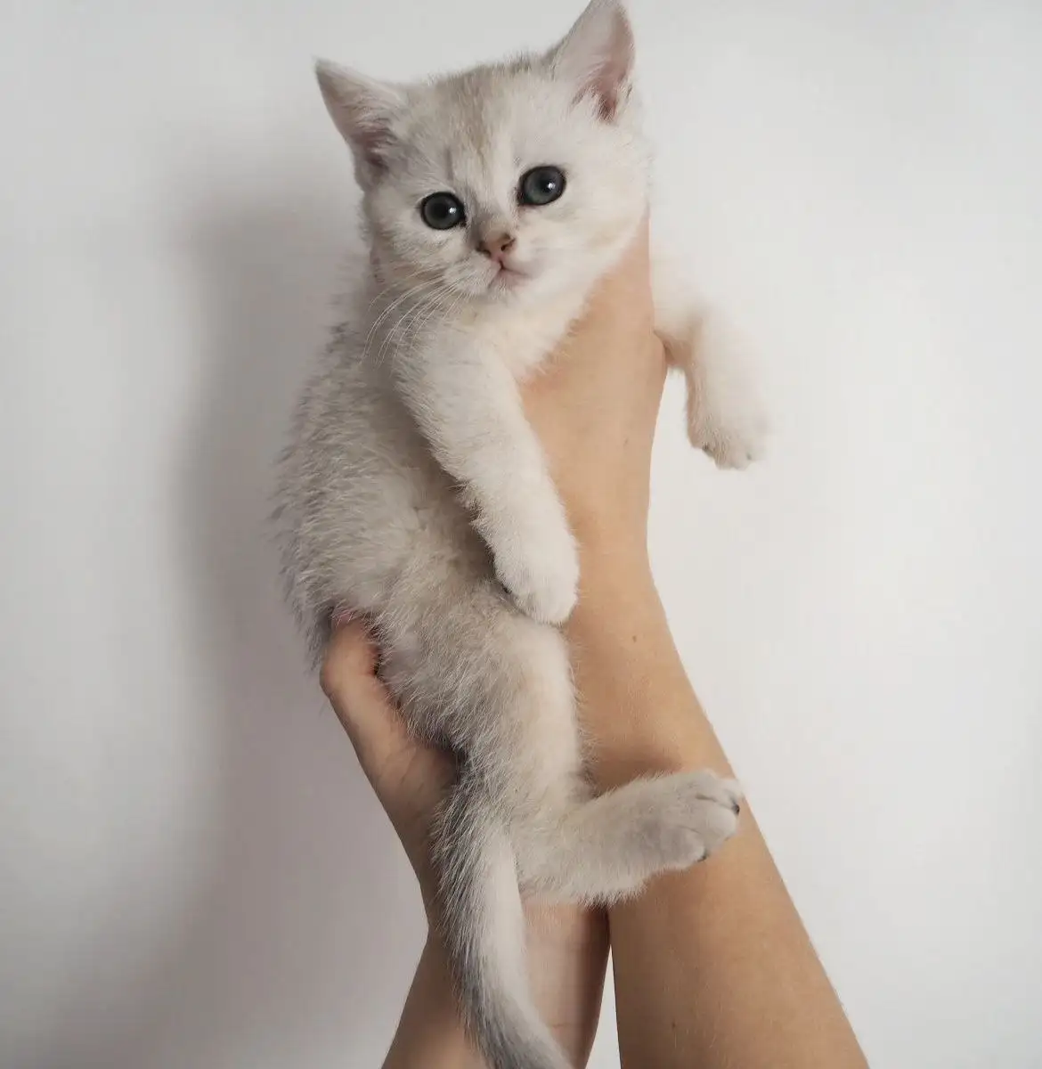 Шотландский котёнок ищет дом в Красногорске - Кошки (Животные) в Красногорск