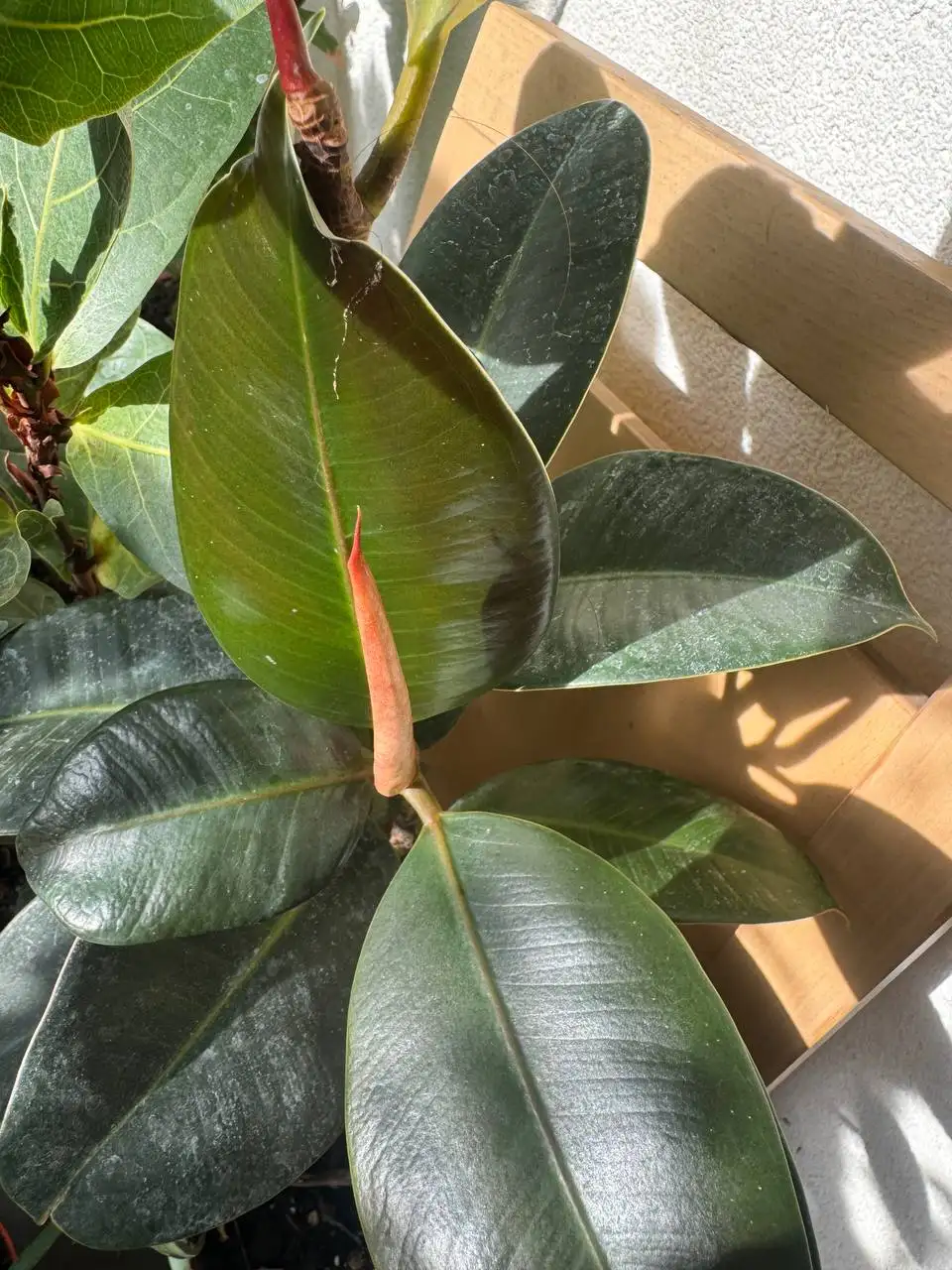 Продажа растений: карисса, розмарин, райтия, фикусы, пеларгонии, бонсай - Растения (Хобби и отдых) в Красногорск