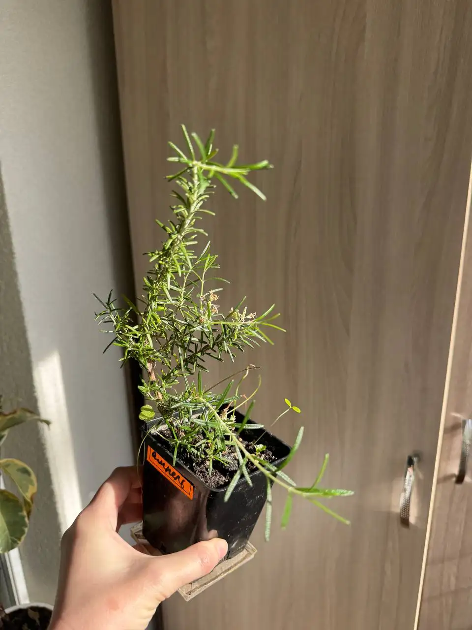 Продажа растений: карисса, розмарин, райтия, фикусы, пеларгонии, бонсай - Растения (Хобби и отдых) в Красногорск