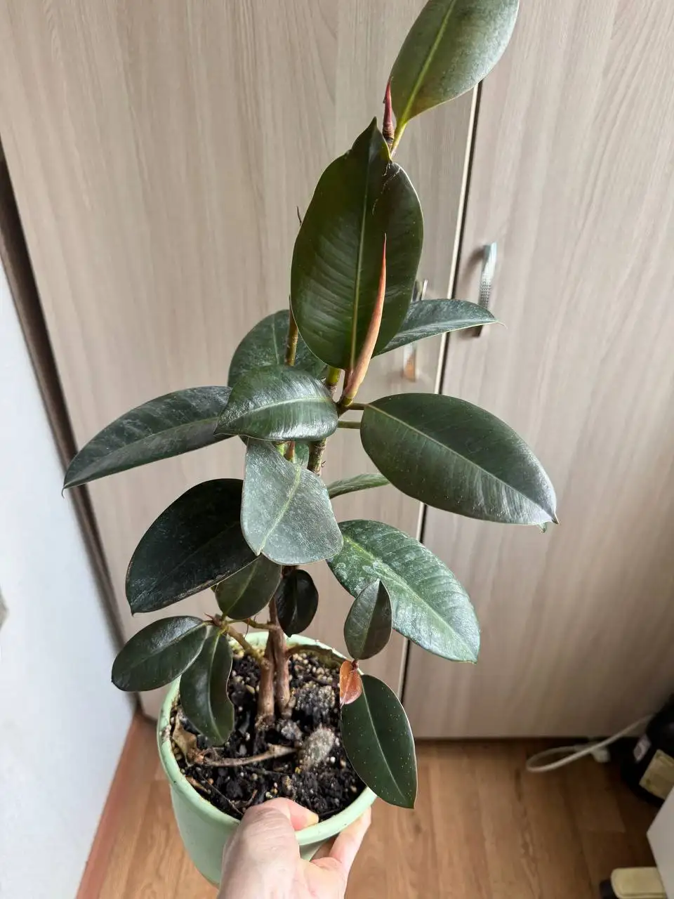 Продажа растений: карисса, розмарин, райтия, фикусы, пеларгонии, бонсай - Растения (Хобби и отдых) в Красногорск