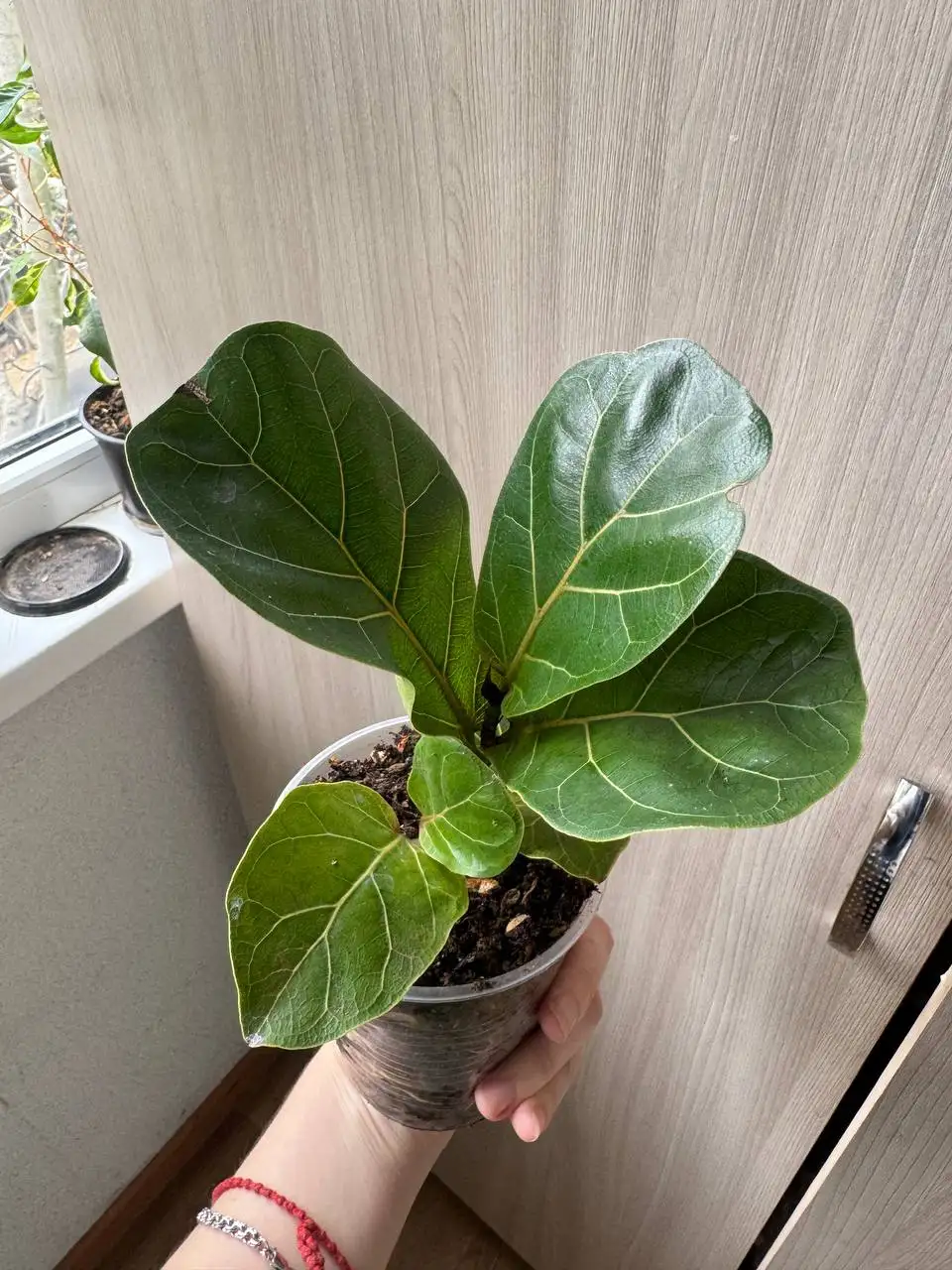 Продажа растений: карисса, розмарин, райтия, фикусы, пеларгонии, бонсай - Растения (Хобби и отдых) в Красногорск