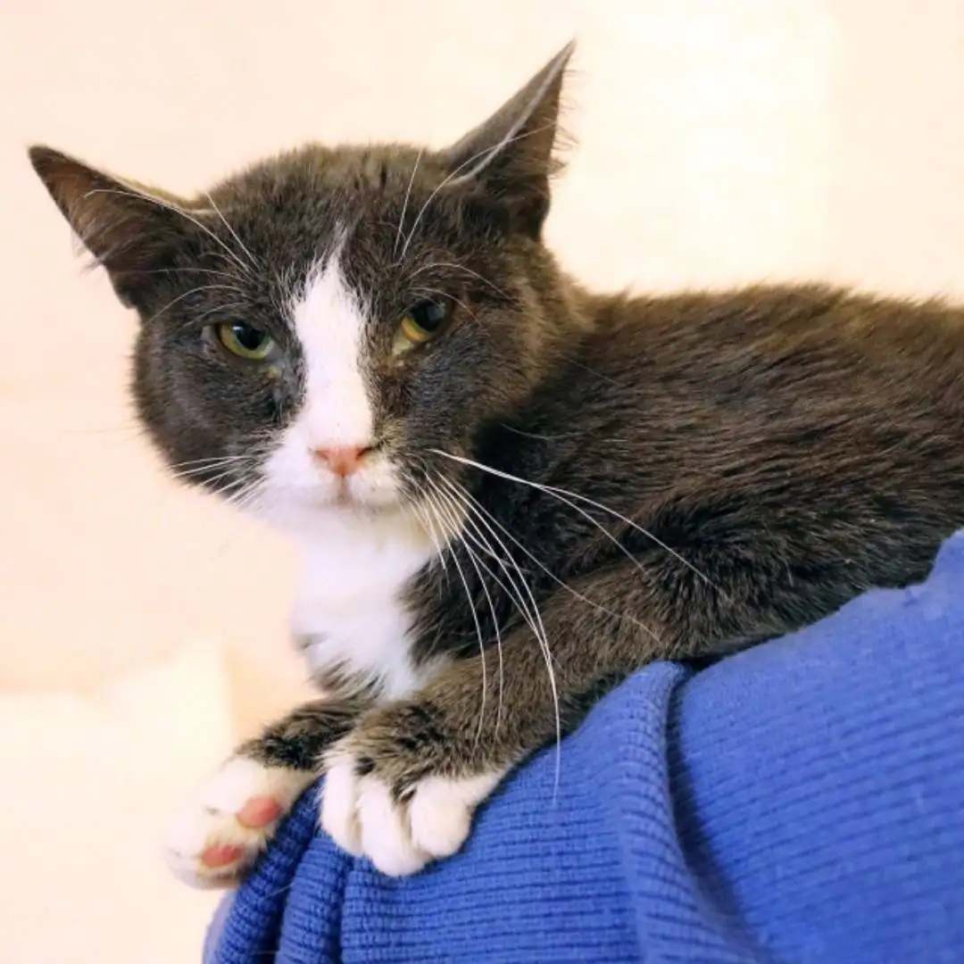 Пристройство кота ДымОК в Москве - Кошки (Животные) в Москва