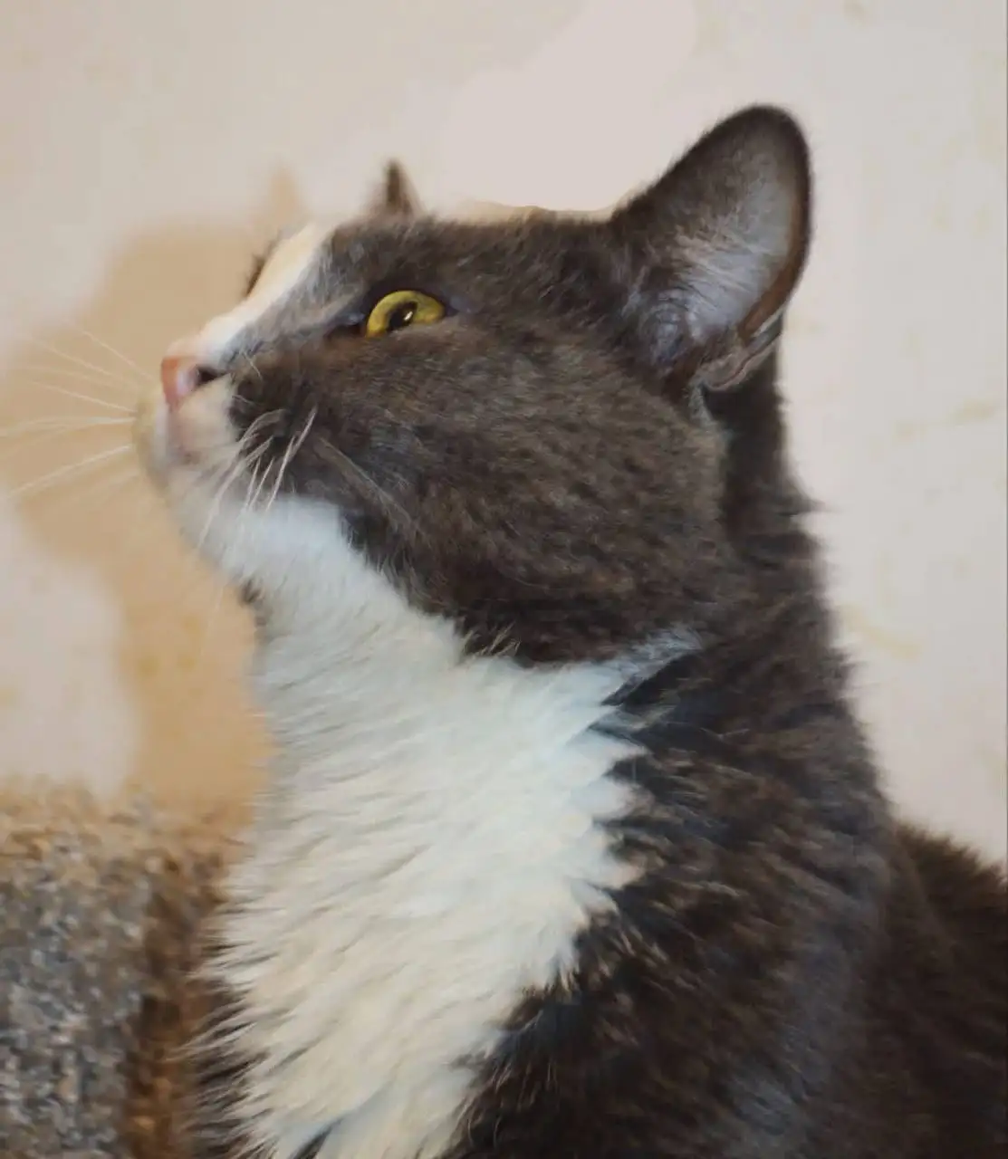 Пристройство кота ДымОК в Москве - Кошки (Животные) в Москва