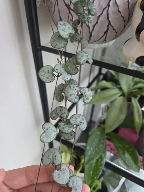 Черенки комнатных растений - Хобби и отдых в Красногорск