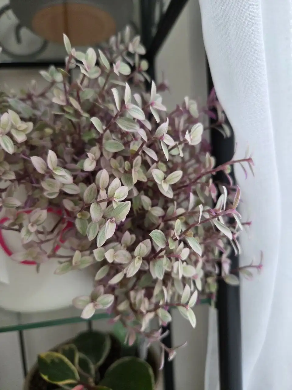 Черенки комнатных растений - Комнатные растения (Хобби и отдых) в Красногорск