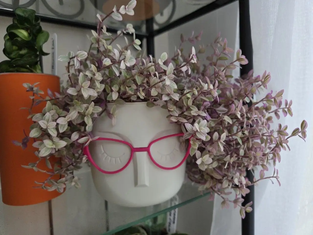 Черенки комнатных растений - Комнатные растения (Хобби и отдых) в Красногорск