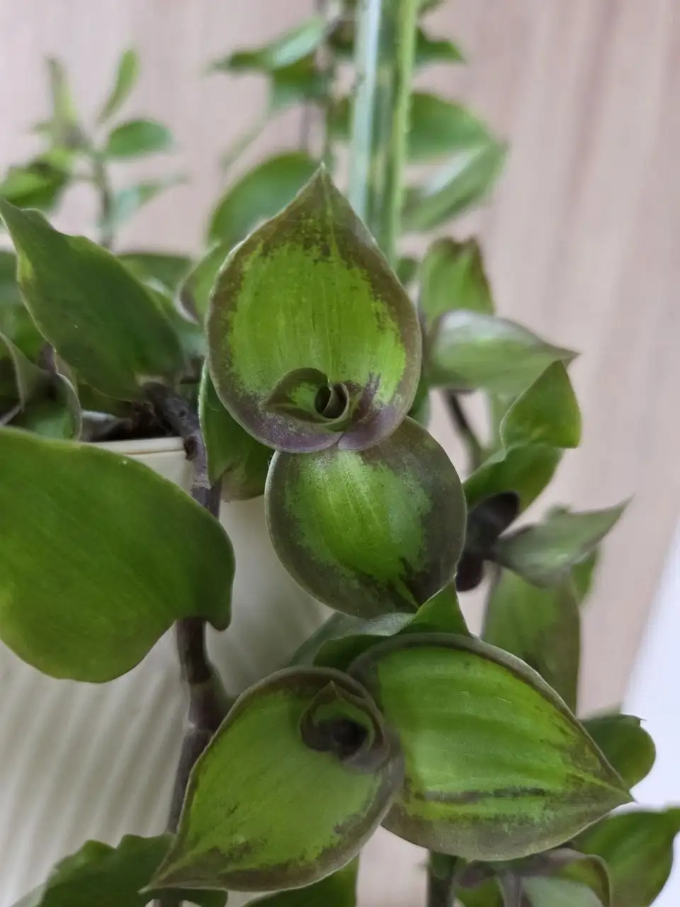 Черенки комнатных растений - Комнатные растения (Хобби и отдых) в Красногорск