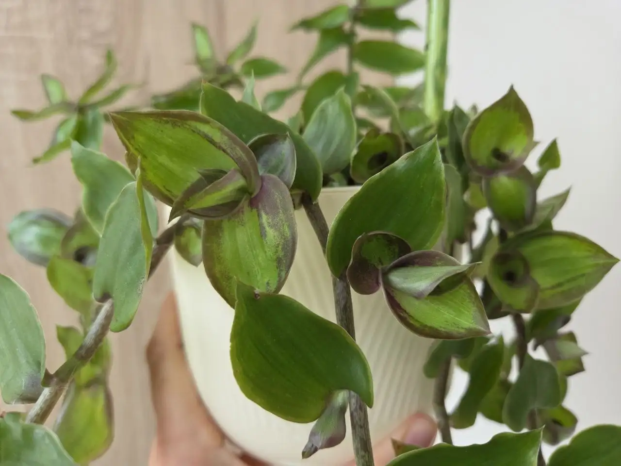 Черенки комнатных растений - Комнатные растения (Хобби и отдых) в Красногорск