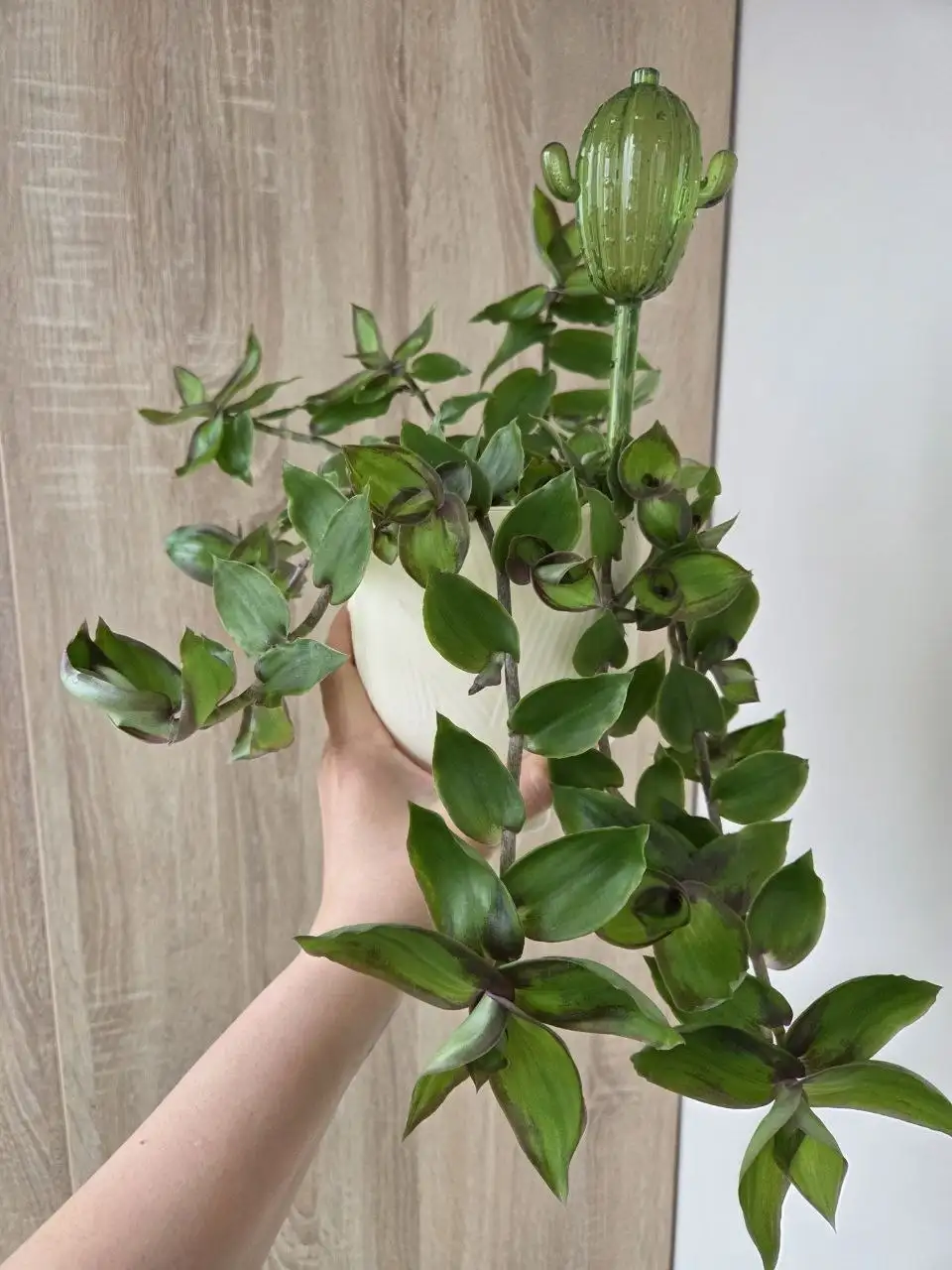 Черенки комнатных растений - Комнатные растения (Хобби и отдых) в Красногорск