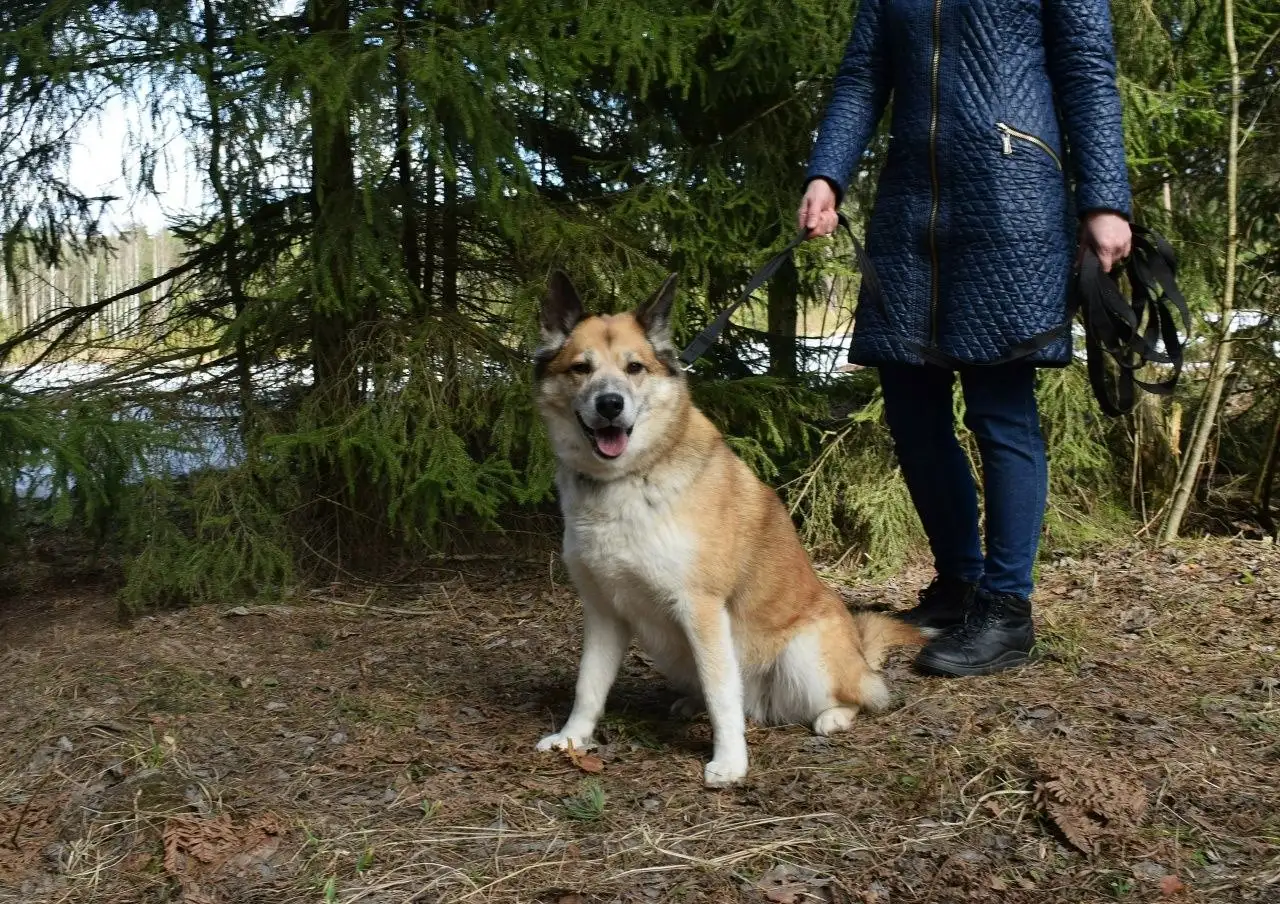 Собака Челси для пристройства в Красногорске - Собаки (Животные) в Красногорск