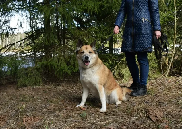 Собака Челси для пристройства в Красногорске - Животные в Красногорск