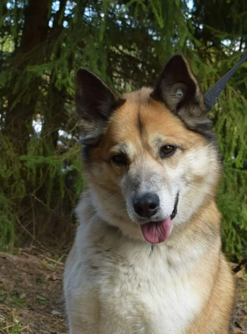 Собака Челси для пристройства в Красногорске - Собаки (Животные) в Красногорск