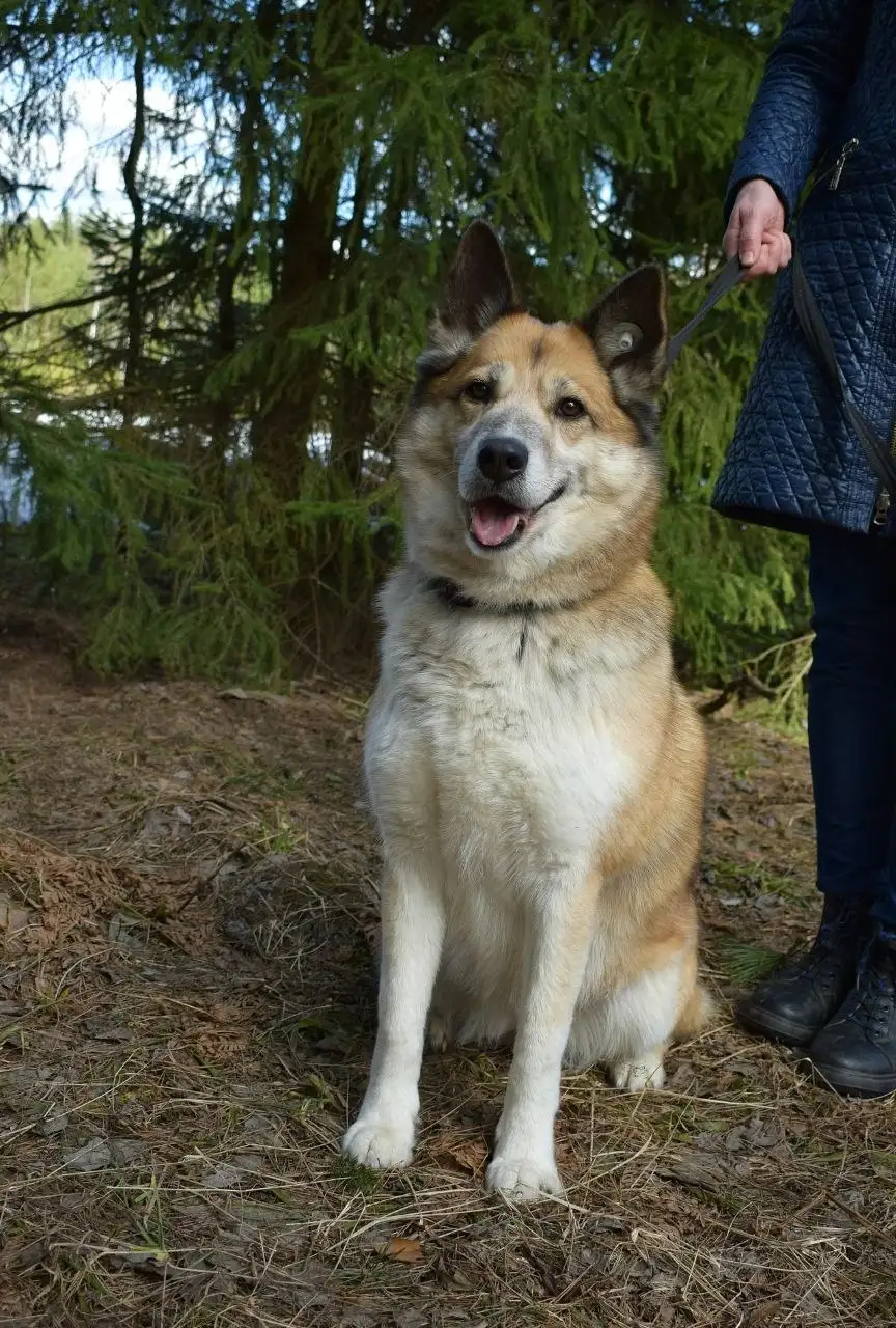 Собака Челси для пристройства в Красногорске - Собаки (Животные) в Красногорск