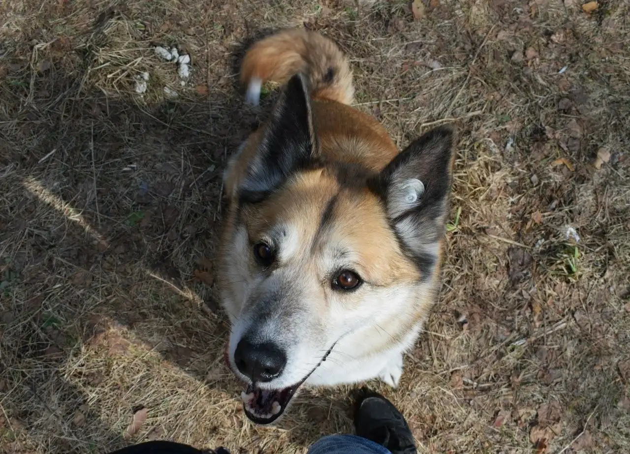 Собака Челси для пристройства в Красногорске - Собаки (Животные) в Красногорск