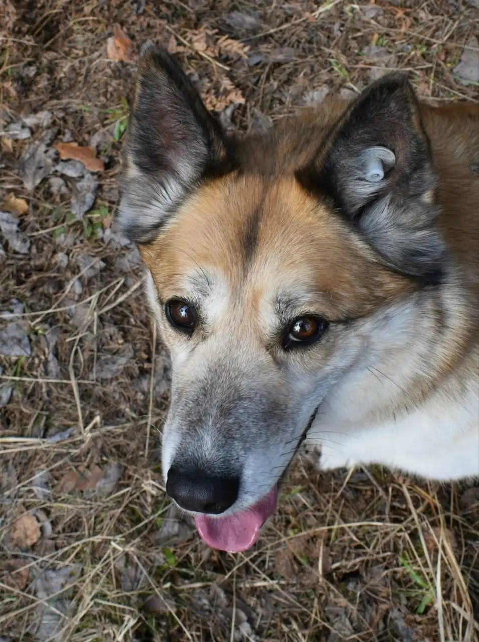 Собака Челси для пристройства в Красногорске - Собаки (Животные) в Красногорск