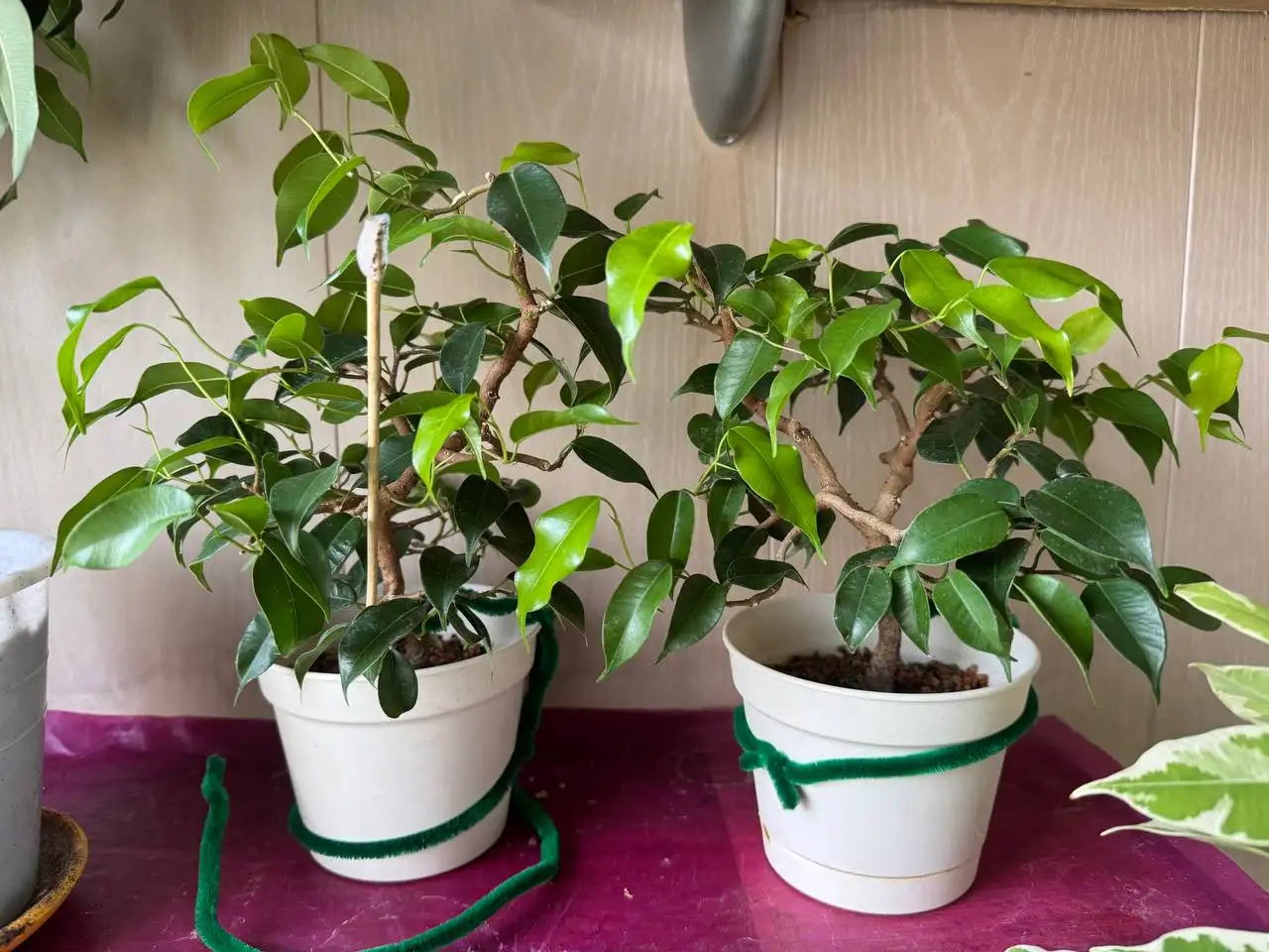 Продажа растений: карисса, розмарин, фикусы, пеларгонии, бонсай - Растения (Хобби и отдых) в Красногорск