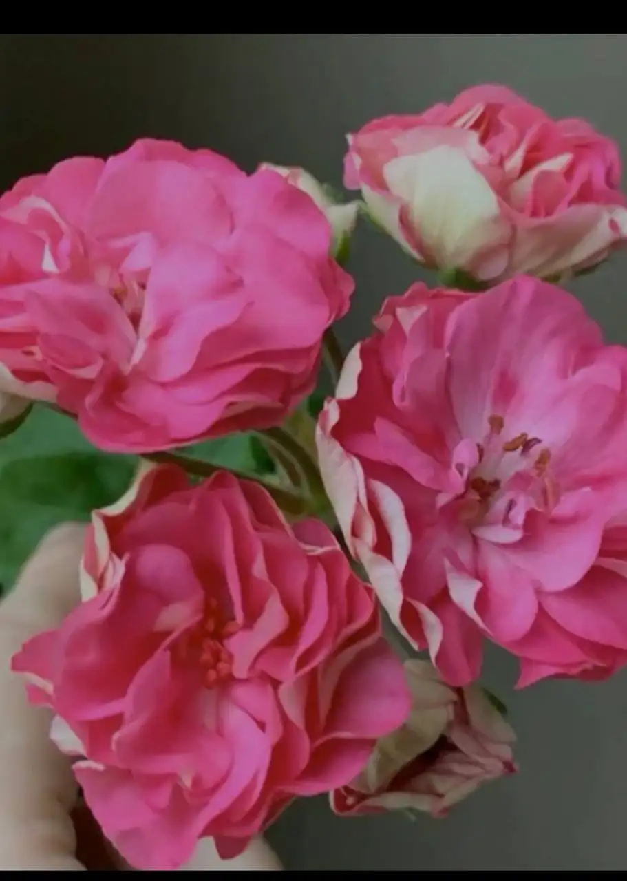 Продажа растений: карисса, розмарин, фикусы, пеларгонии, бонсай - Растения (Хобби и отдых) в Красногорск