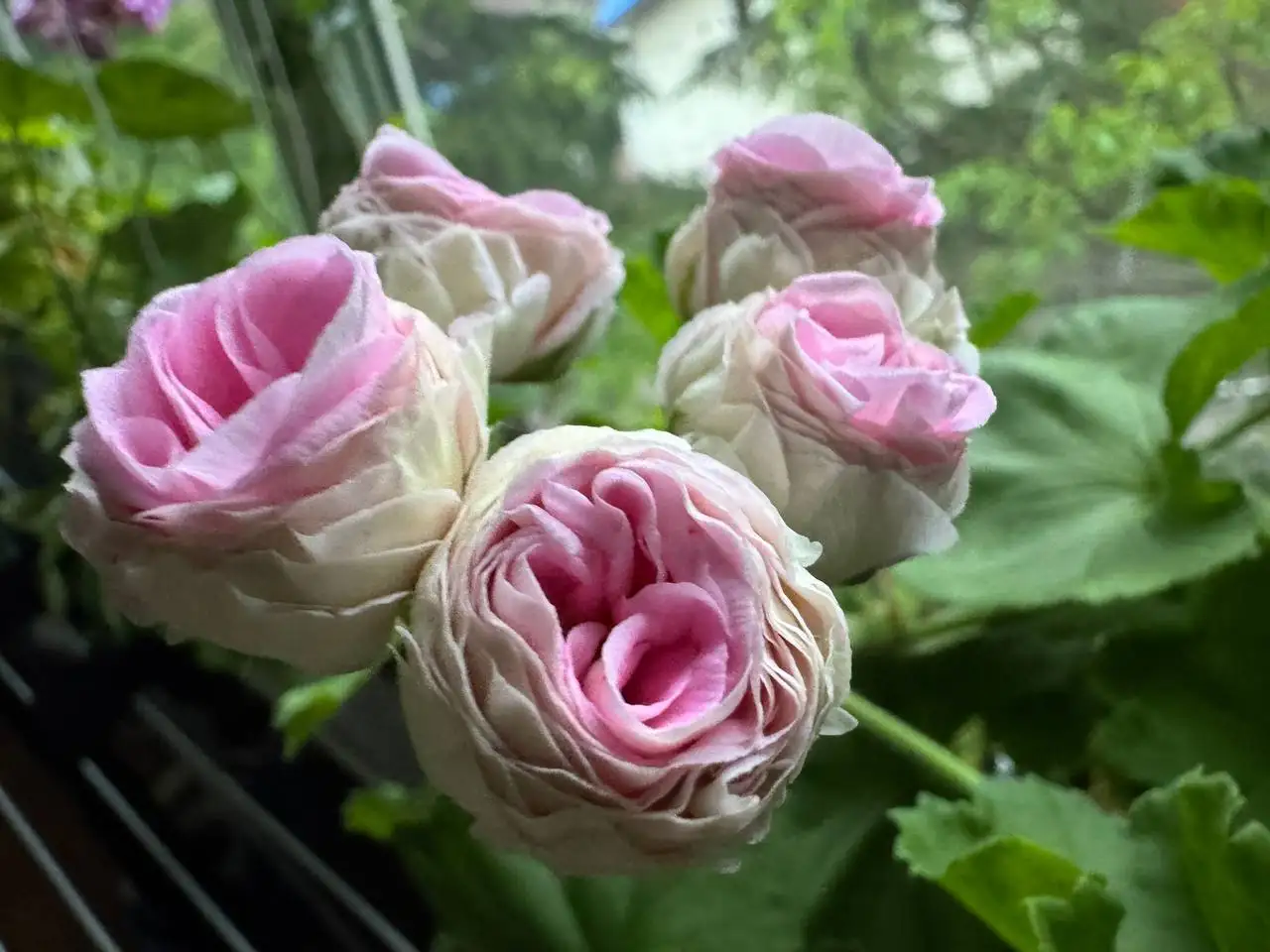 Продажа растений: карисса, розмарин, фикусы, пеларгонии, бонсай - Растения (Хобби и отдых) в Красногорск