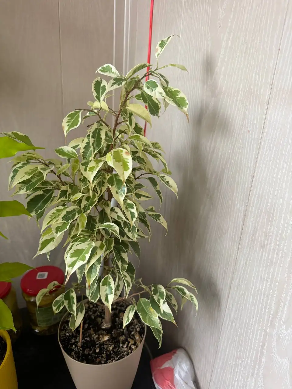 Продажа растений: карисса, розмарин, фикусы, пеларгонии, бонсай - Растения (Хобби и отдых) в Красногорск