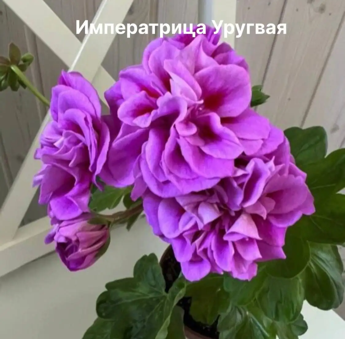 Продажа растений: карисса, розмарин, фикусы, пеларгонии, бонсай - Растения (Хобби и отдых) в Красногорск