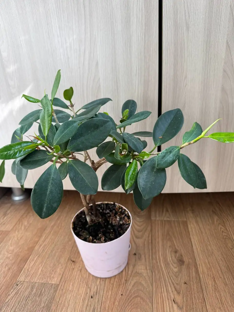 Продажа растений: карисса, розмарин, фикусы, пеларгонии, бонсай - Растения (Хобби и отдых) в Красногорск