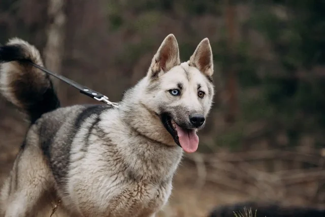 Ищет дом собака Айна - метис хаски/лайки - Собаки в Красногорск