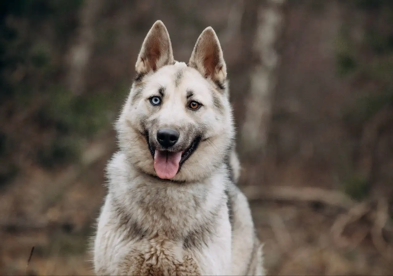 Ищет дом собака Айна - метис хаски/лайки - Собаки (Животные) в Красногорск
