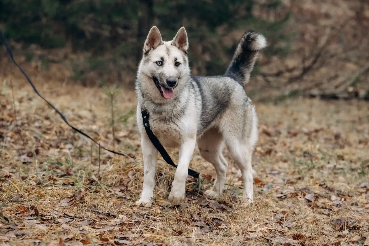 Ищет дом собака Айна - метис хаски/лайки - Собаки (Животные) в Красногорск