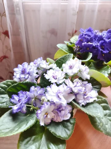 Готовый живой букет - подарок - Садоводство в Красногорск